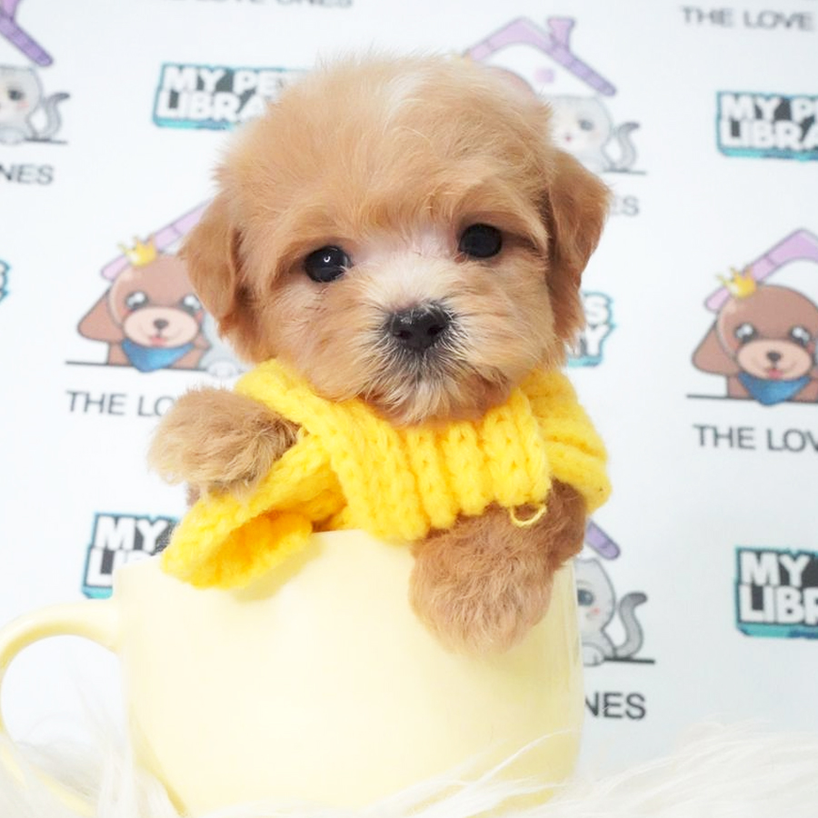MKA Tiny Poodle Puppy (Male) For Sale