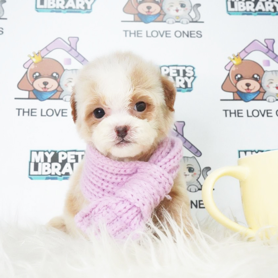 MKA Tiny Poodle Puppy (Female) For Sale
