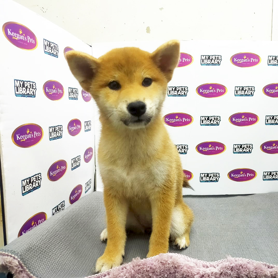 MKA Shiba Inu Puppy (Female) For Sale