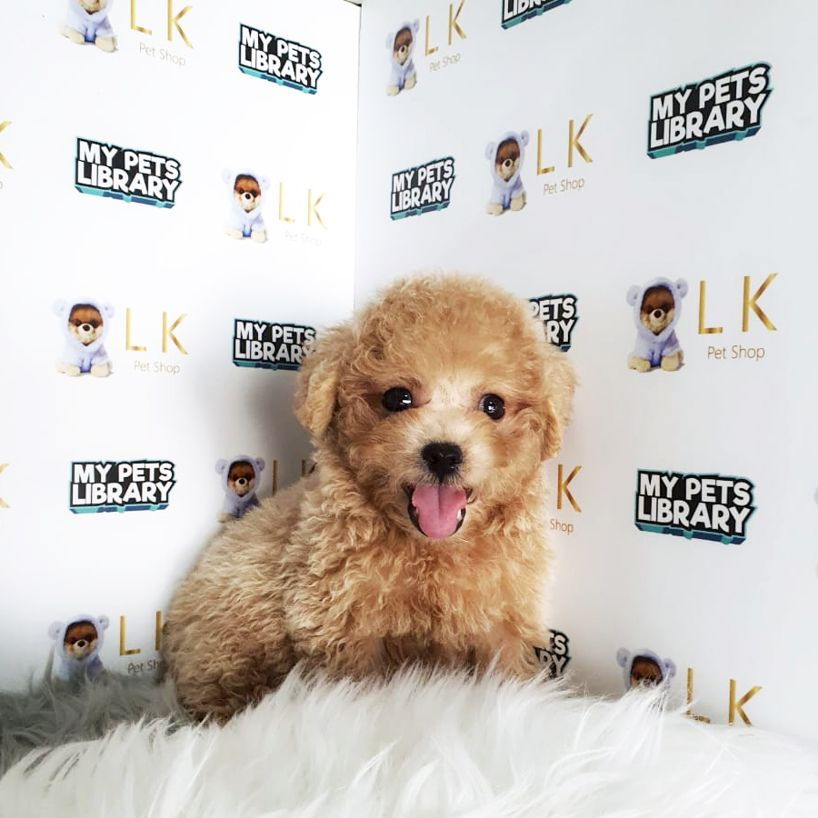 Toy Poodle Puppy (Male) For Sale