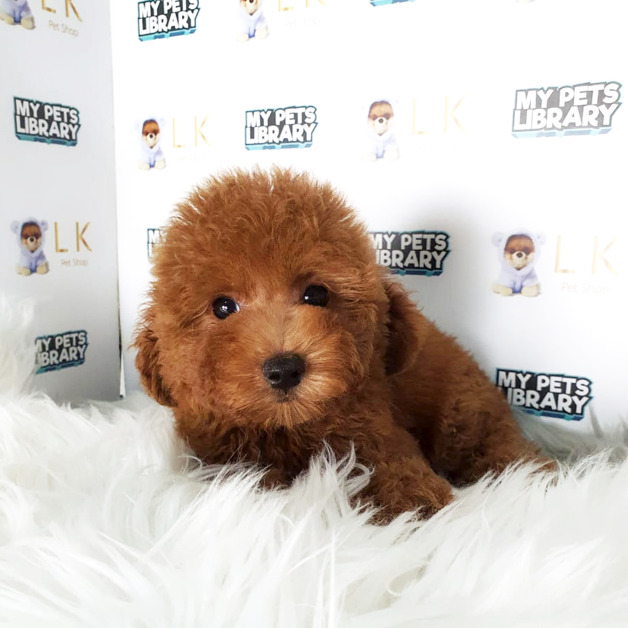 Toy Poodle Puppy (Male) For Sale