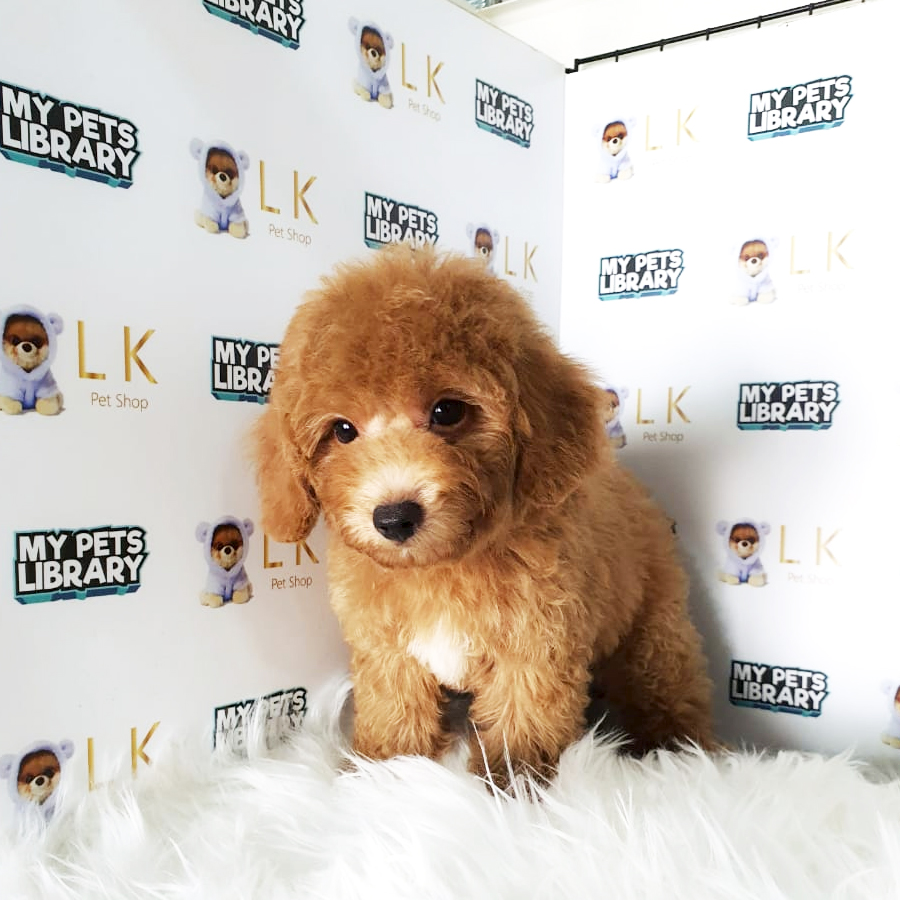 Toy Poodle Puppy (Male) For Sale