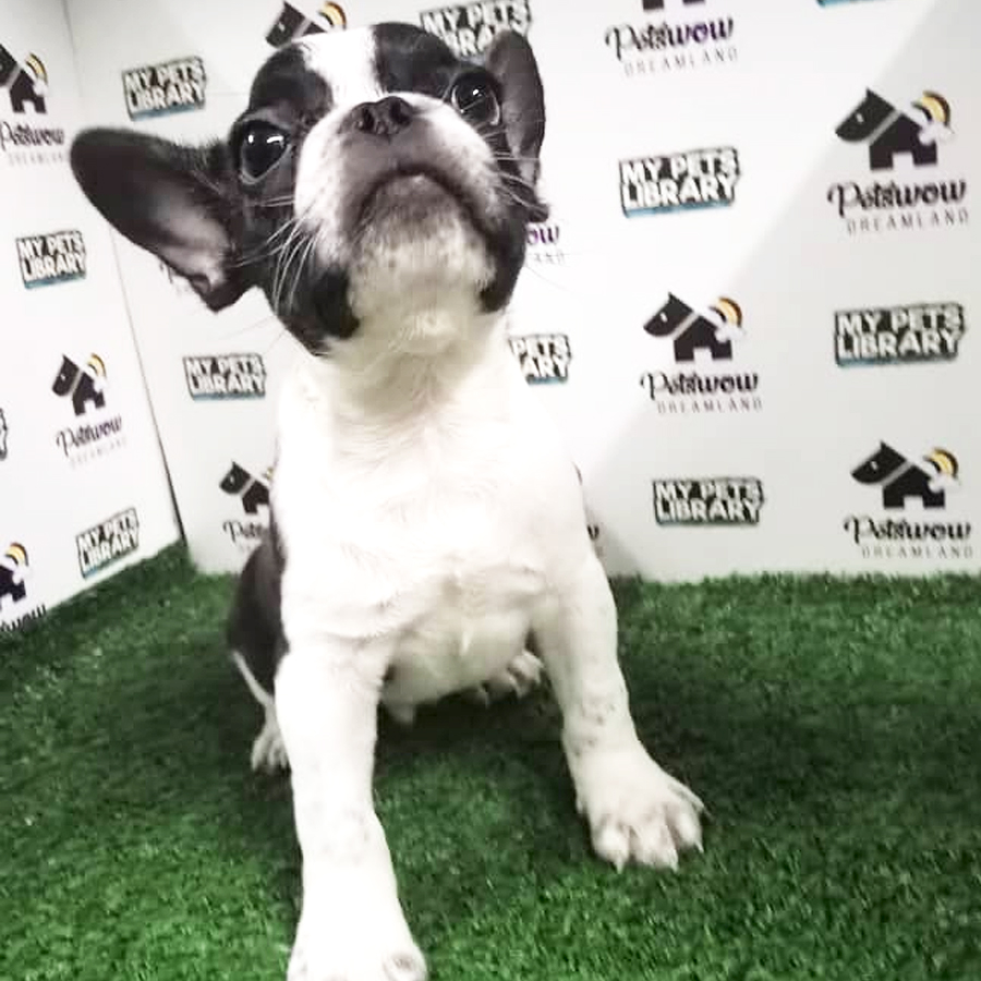 French Bulldog Puppy (Male) For Sale