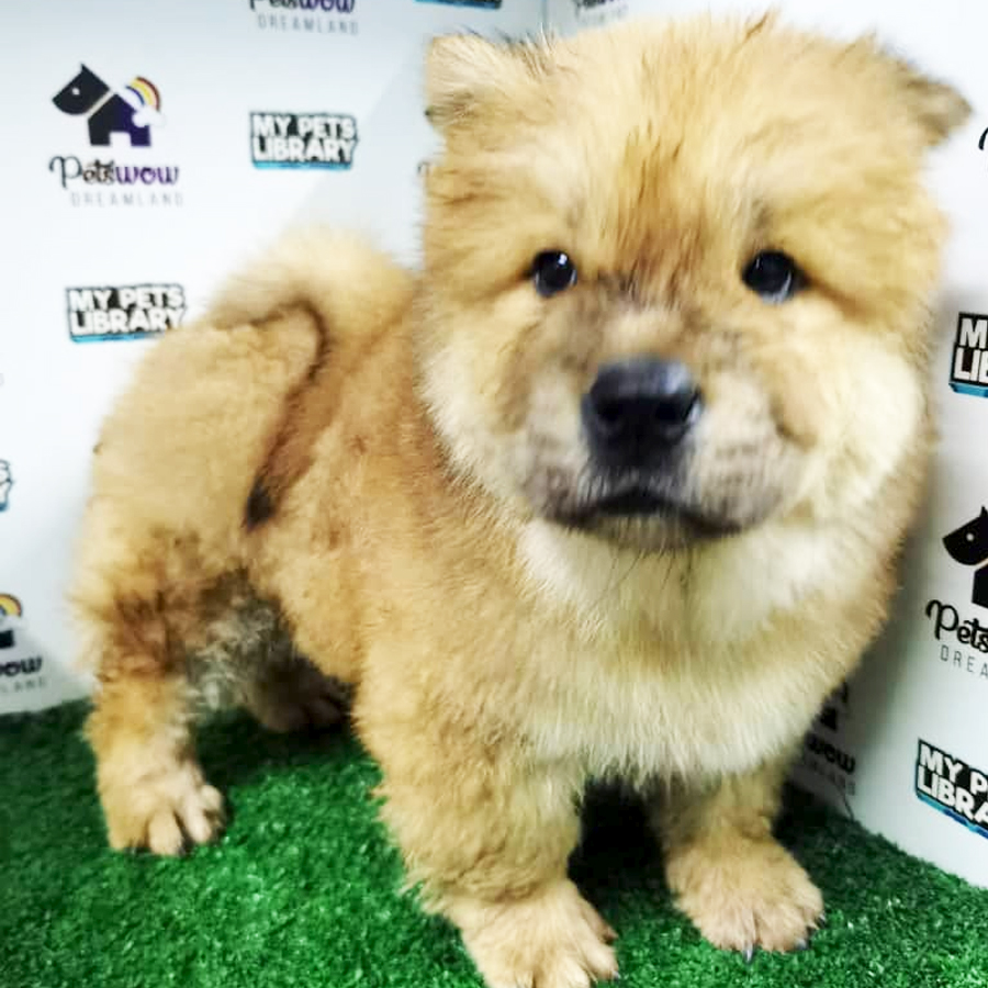 MKA Chow Chow Puppy (Female) For Sale