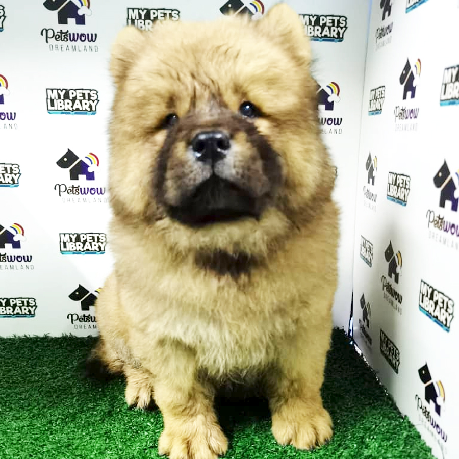 dwarf chow chow