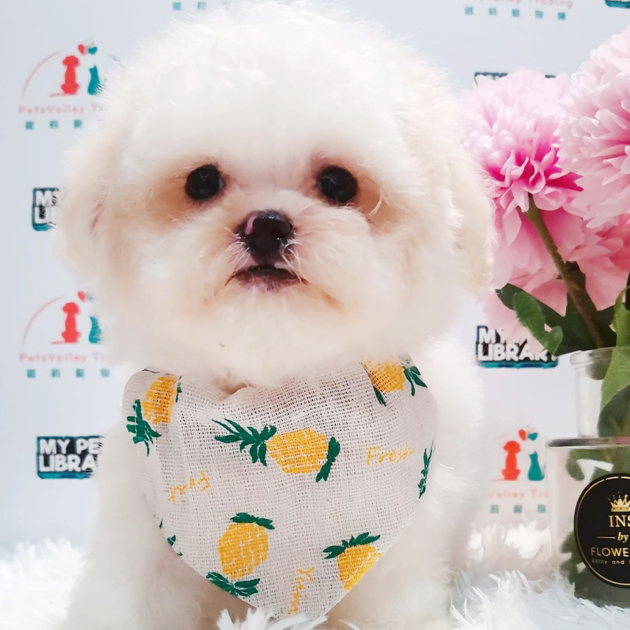 Maltipoo Puppy (Male) For Sale