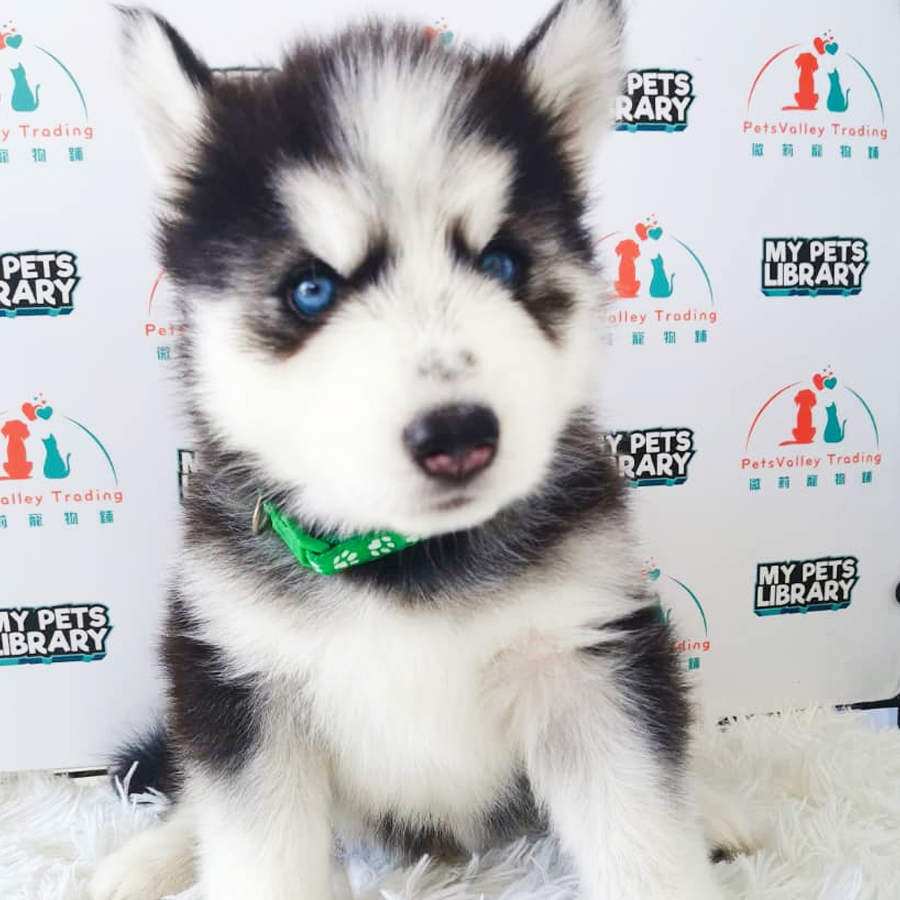 Wooly Husky Puppy (Male) For Sale