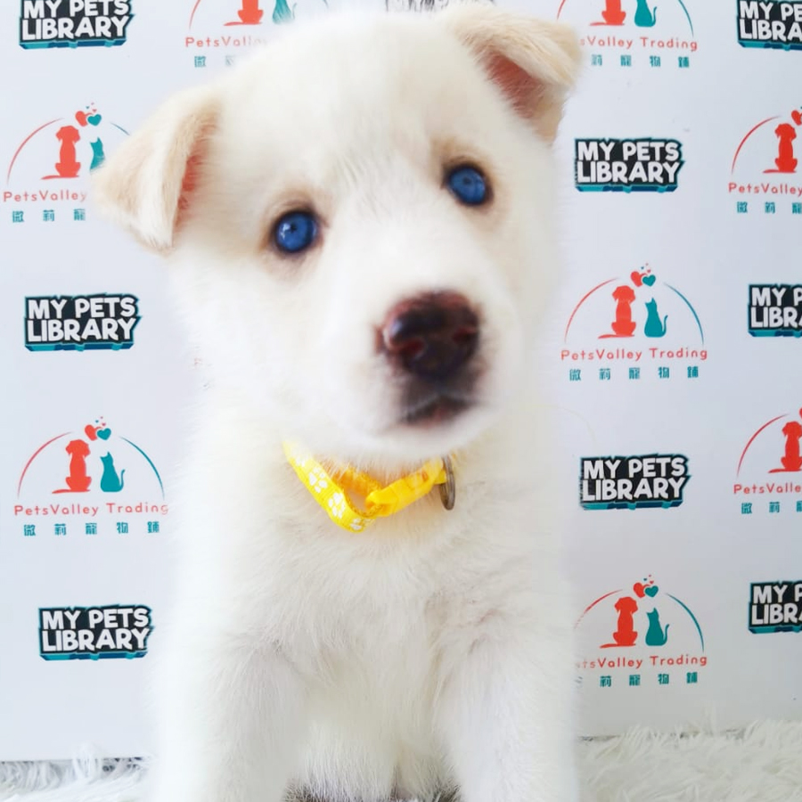 Wooly Husky Puppy (Female) For Sale