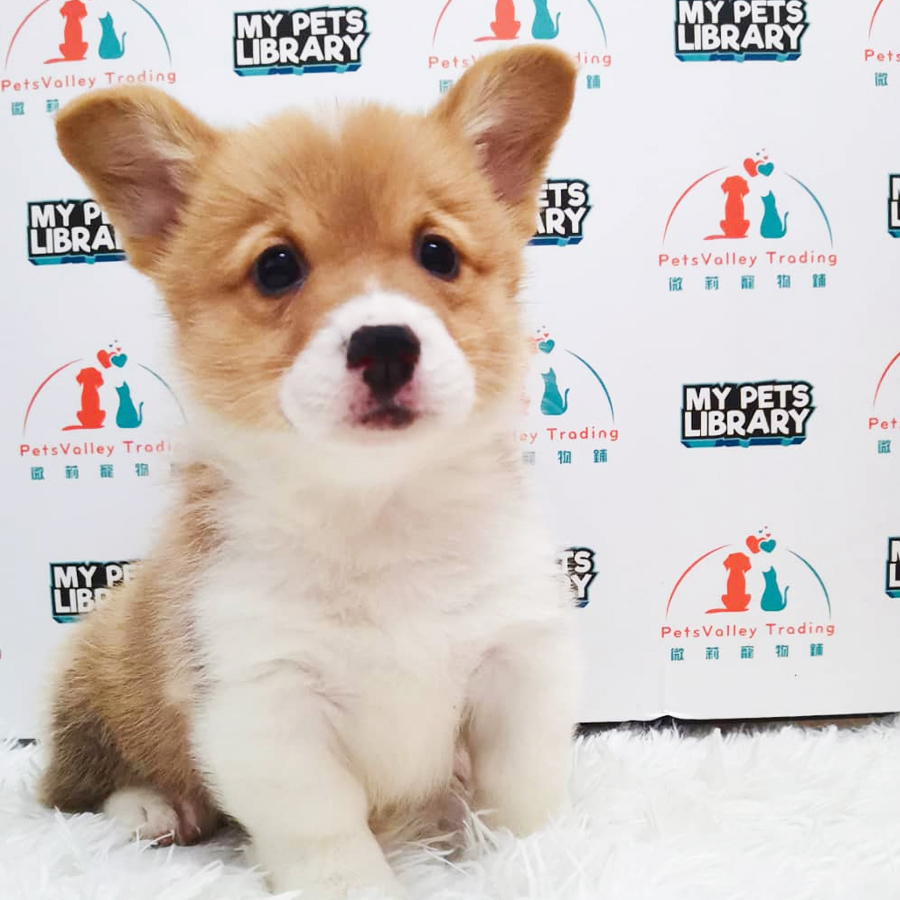 Welsh Corgi Puppy (Male) For Sale