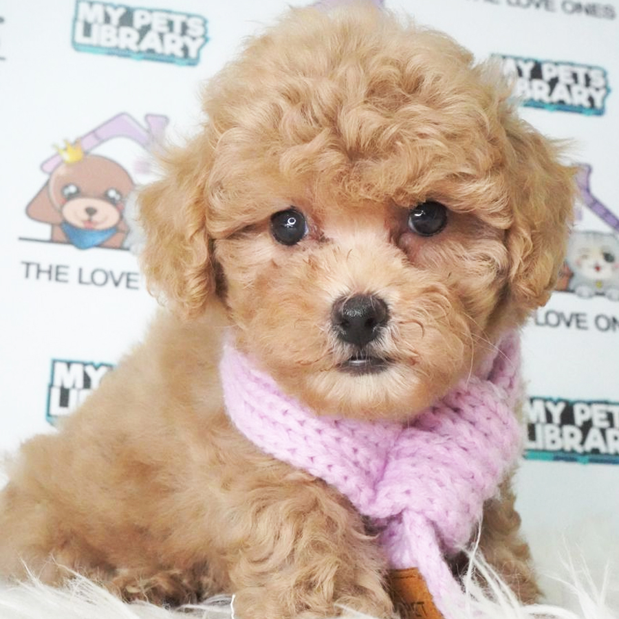 MKA Toy Poodle Puppy (Female) For Sale