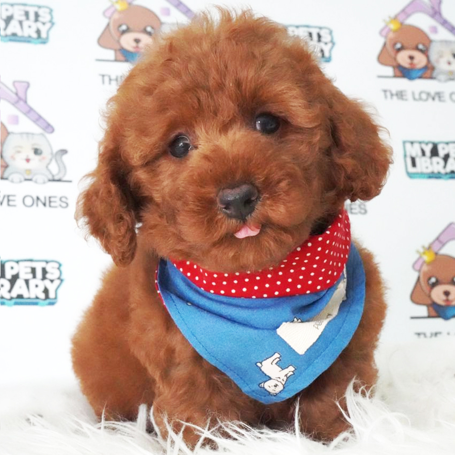MKA Toy Poodle Puppy (Male) For Sale