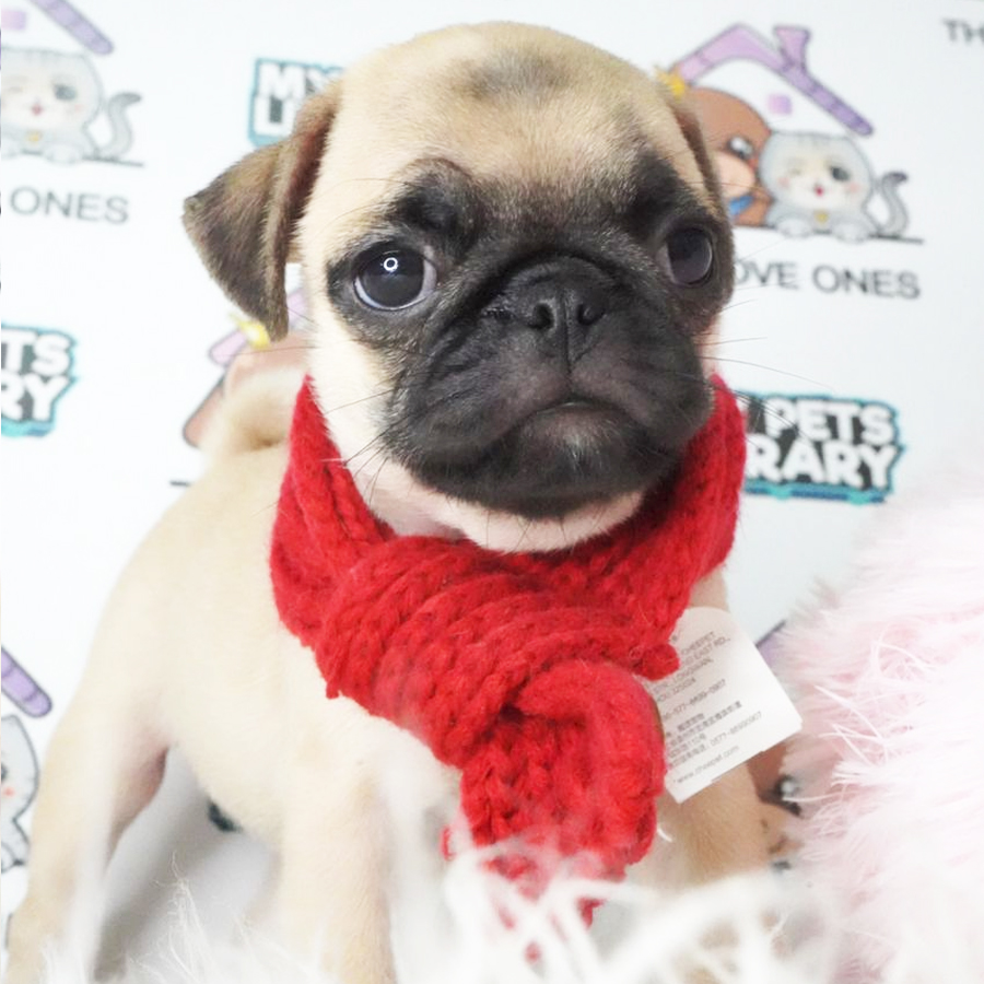 Pug Puppy (Female) For Sale