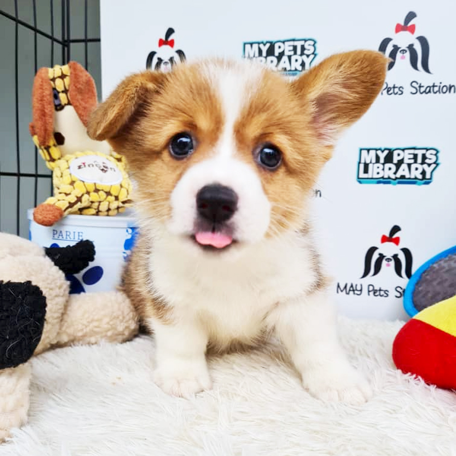 Welsh Corgi Puppy (Female) For Sale
