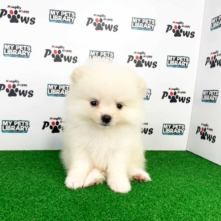 Pomeranian Puppy (Female) For Sale