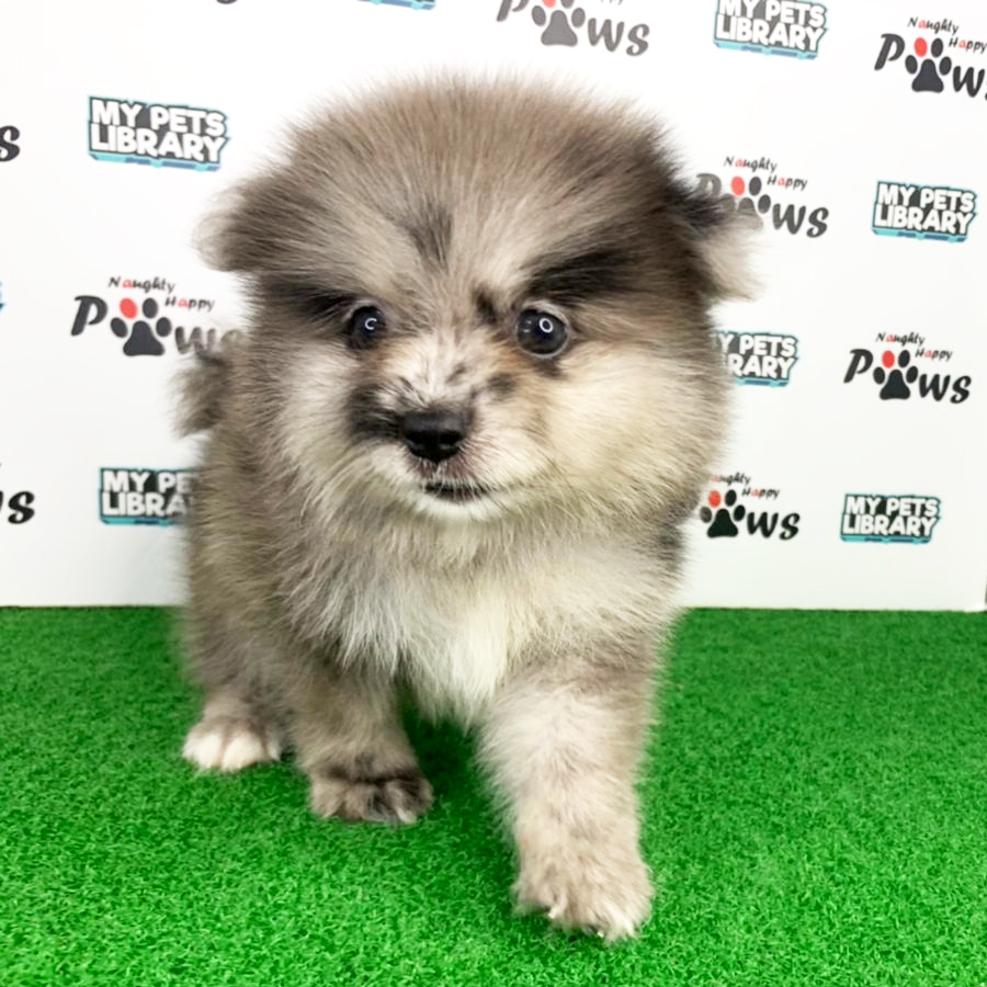 Pomeranian Puppy (Female) For Sale