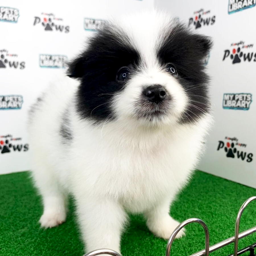 Pomeranian Puppy (Male) For Sale