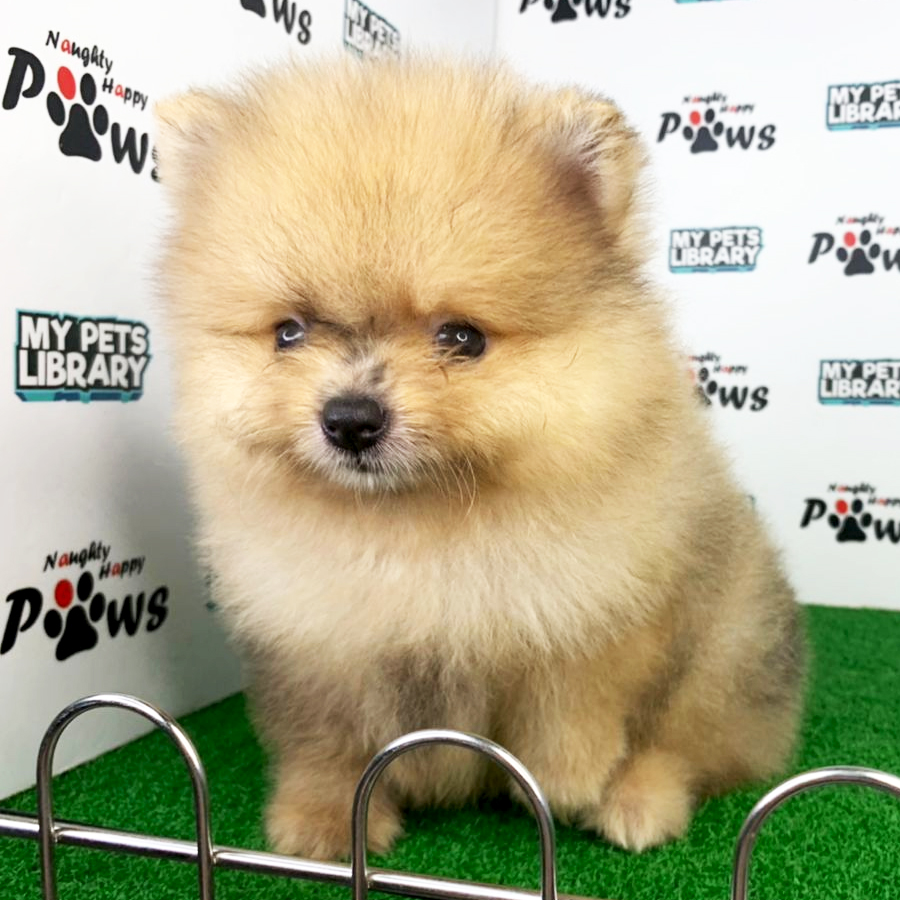 Pomeranian Puppy (Male) For Sale