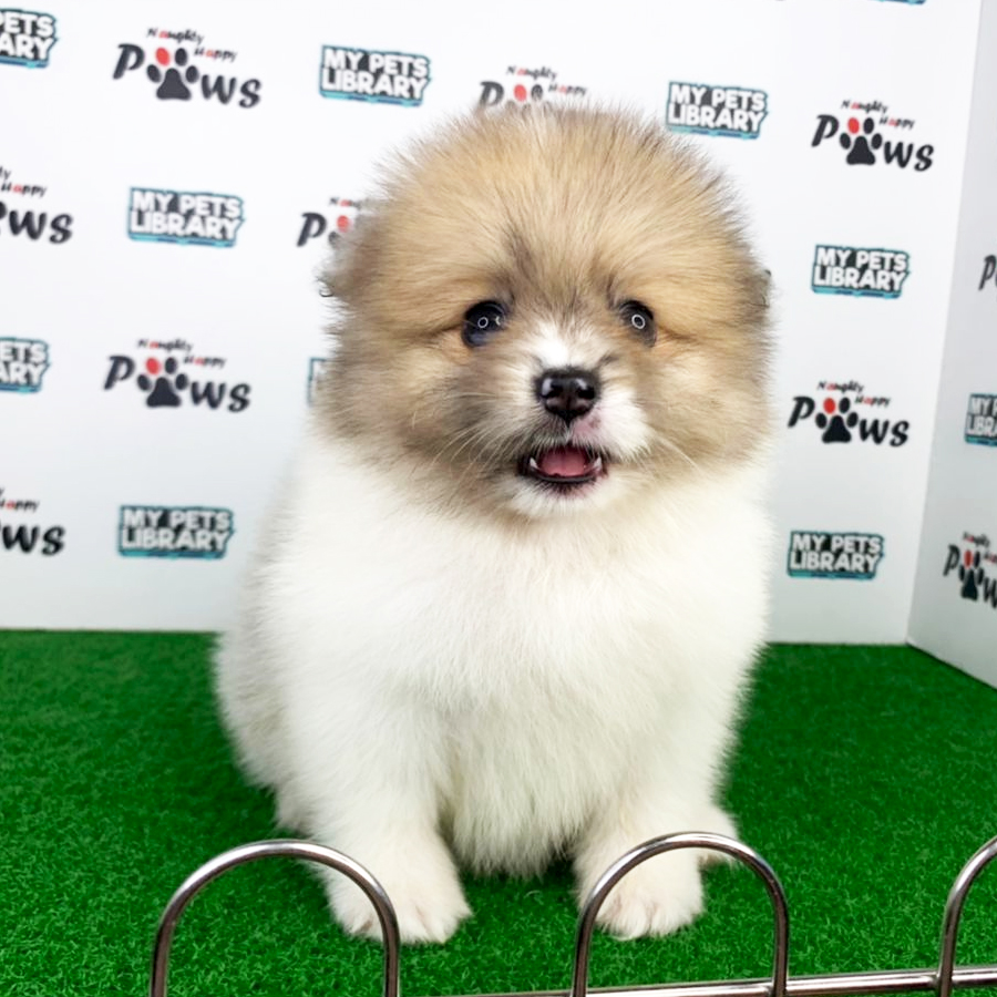 Pomeranian Puppy (Male) For Sale