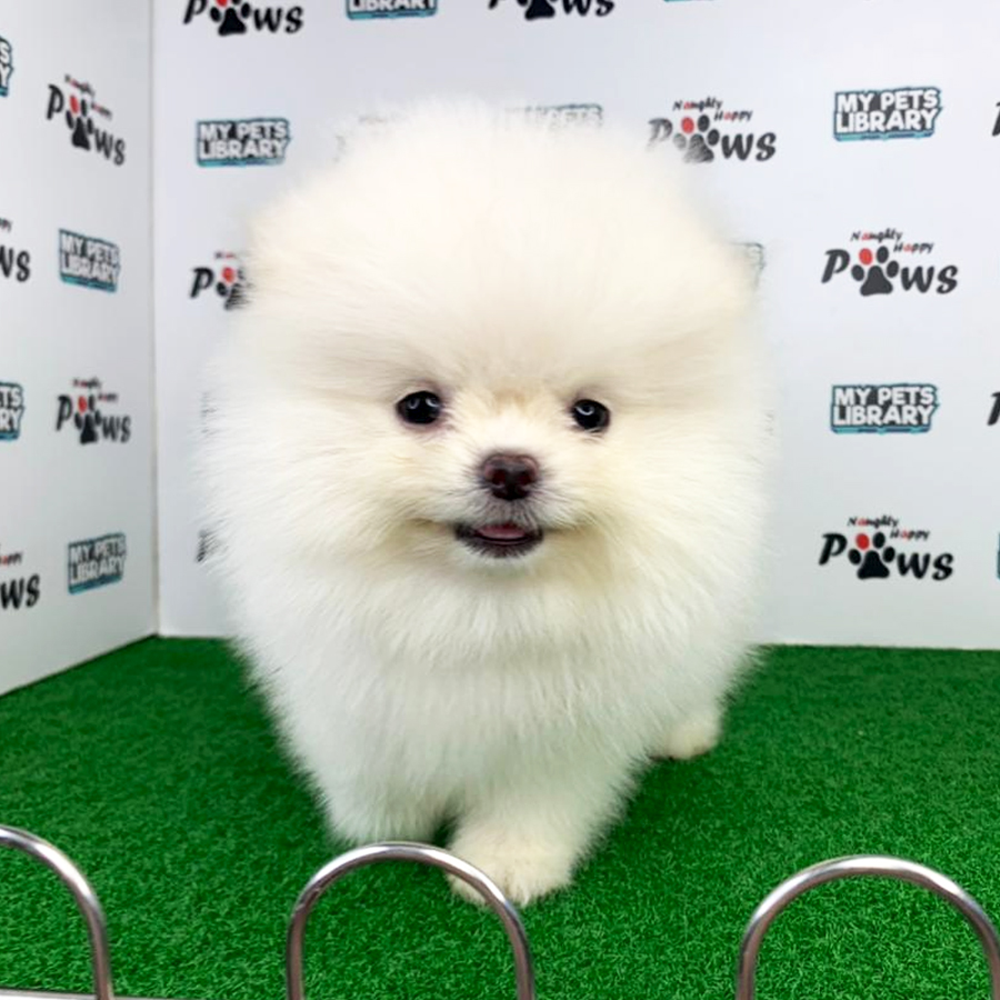 Pomeranian Puppy (Female) For Sale