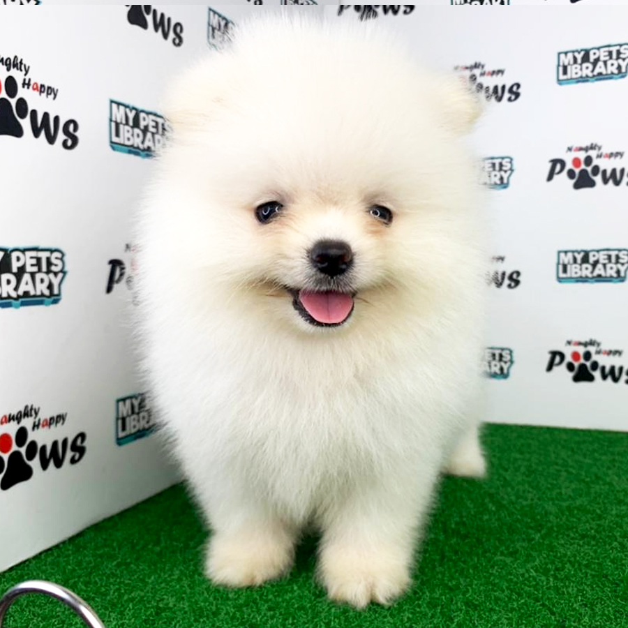 Pomeranian Puppy (Male) For Sale