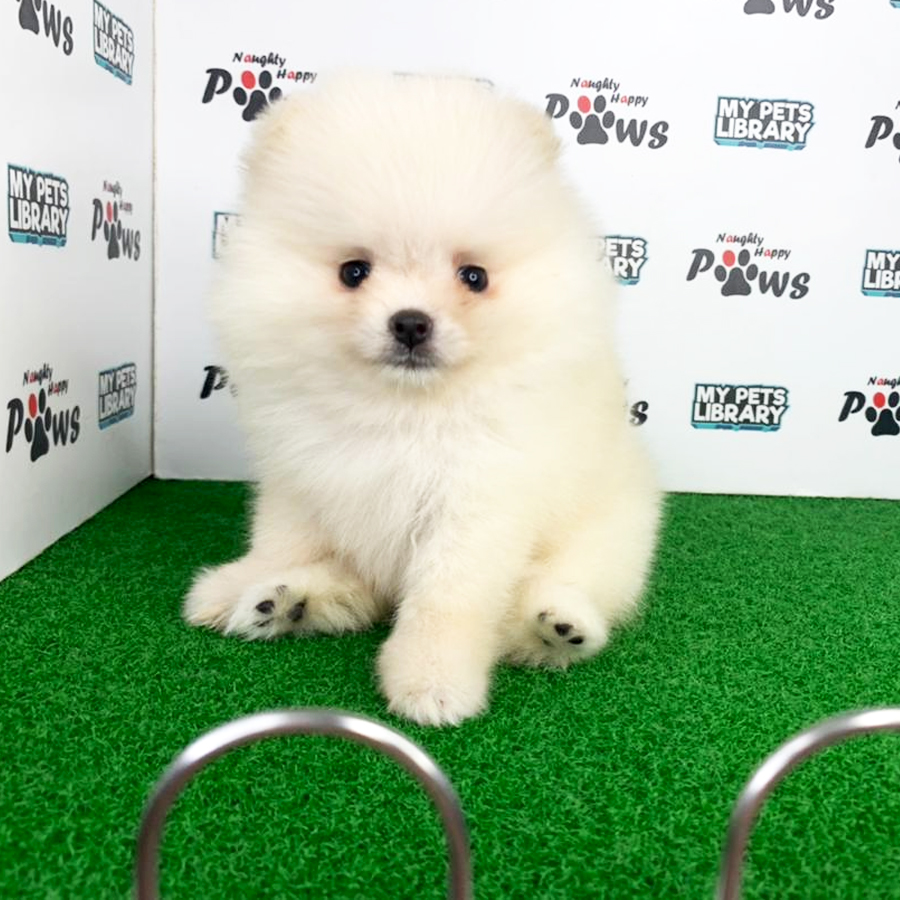 Pomeranian Puppy (Female) For Sale