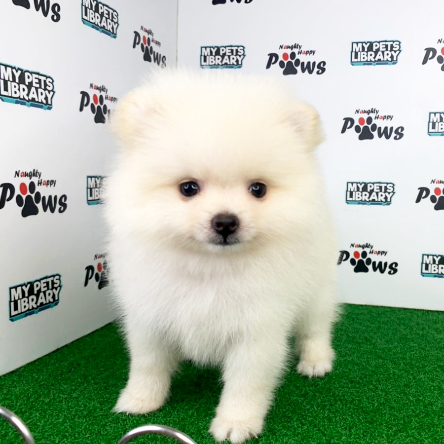 Pomeranian Puppy (Male) For Sale