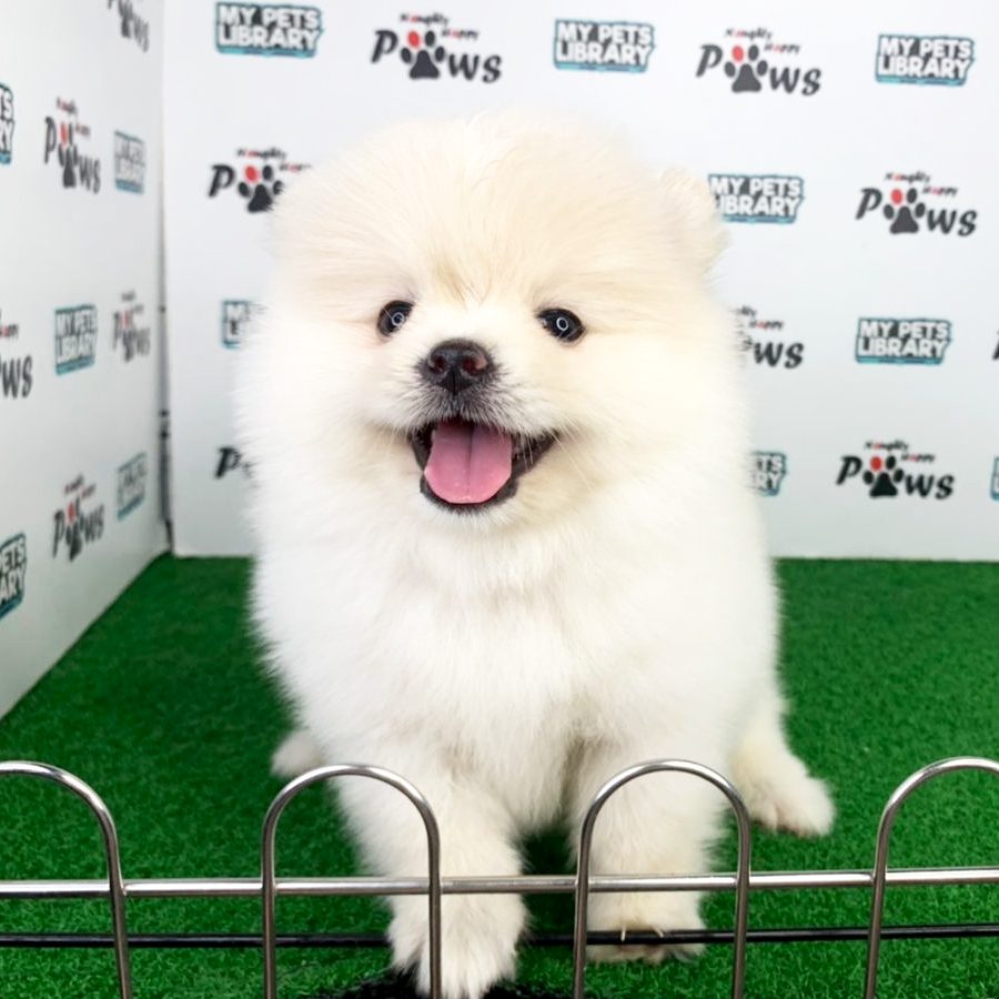 Pomeranian Puppy (Male) For Sale