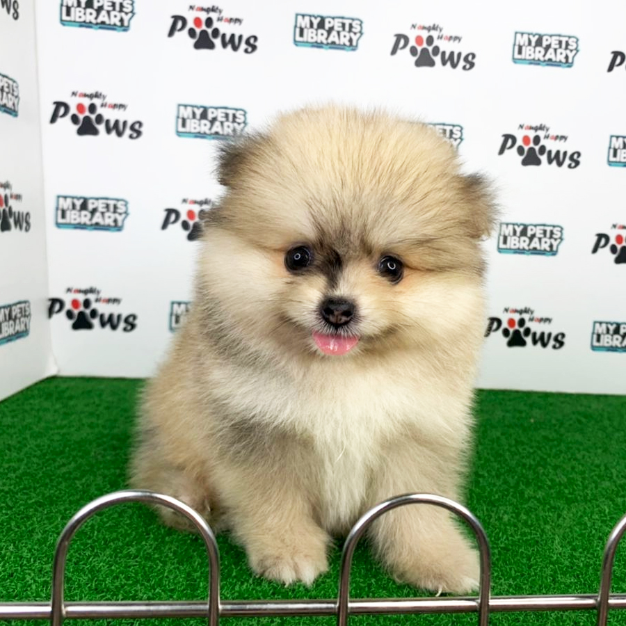Pomeranian Puppy (Female) For Sale