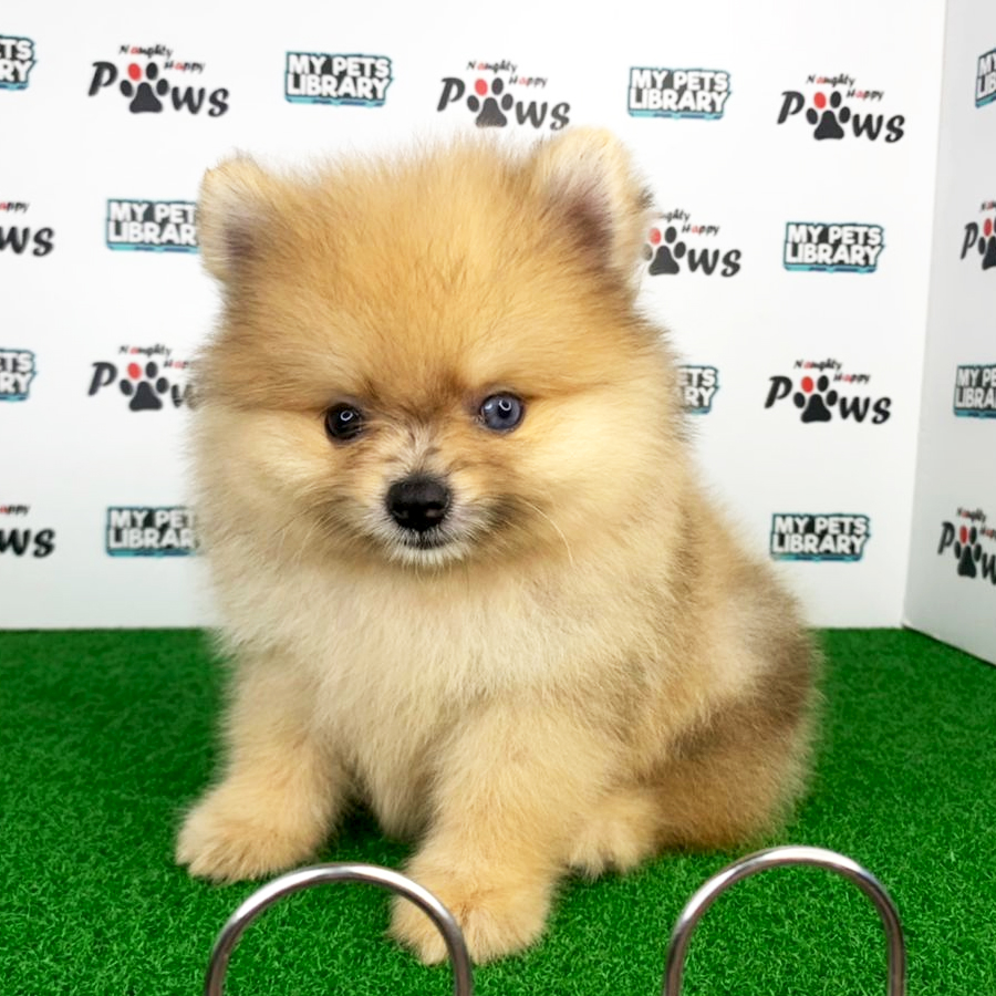 Pomeranian Puppy (Female) For Sale