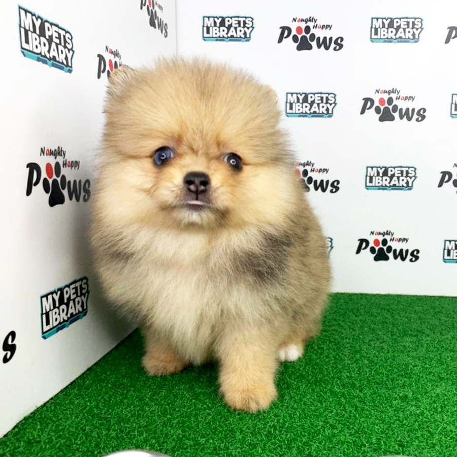 Pomeranian Puppy (Female) For Sale