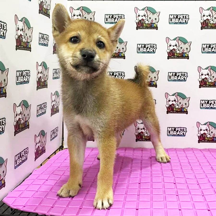 Shiba Puppy (Male) For Sale