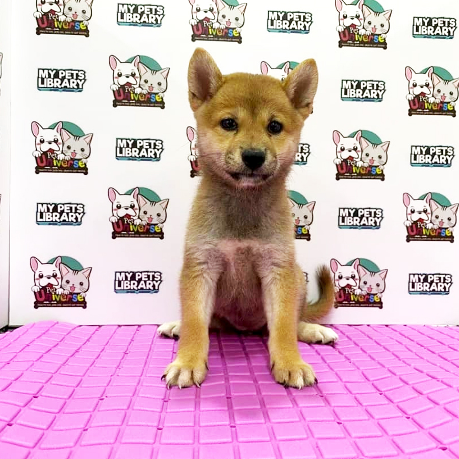 Shiba Puppy (Female) For Sale