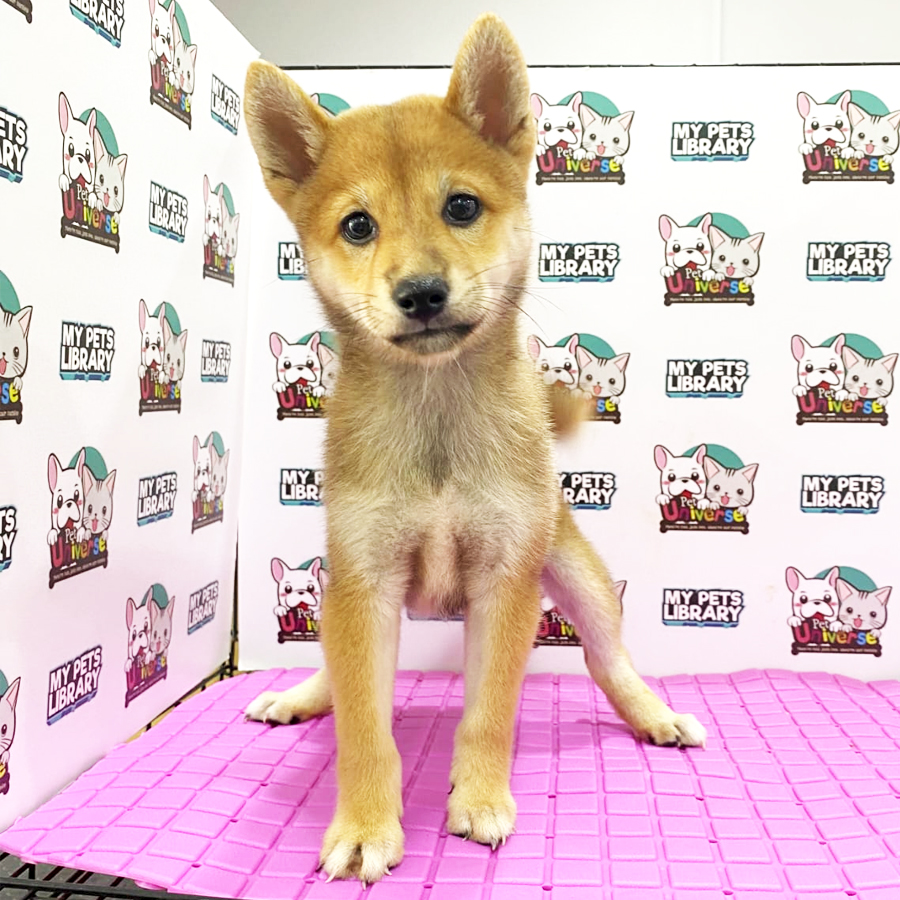 Shiba Puppy (Female) For Sale