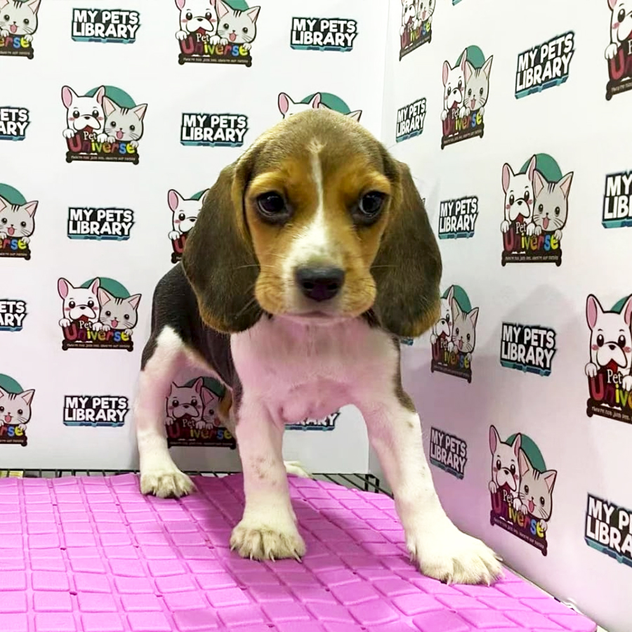 Beagle Puppy (Female) For Sale