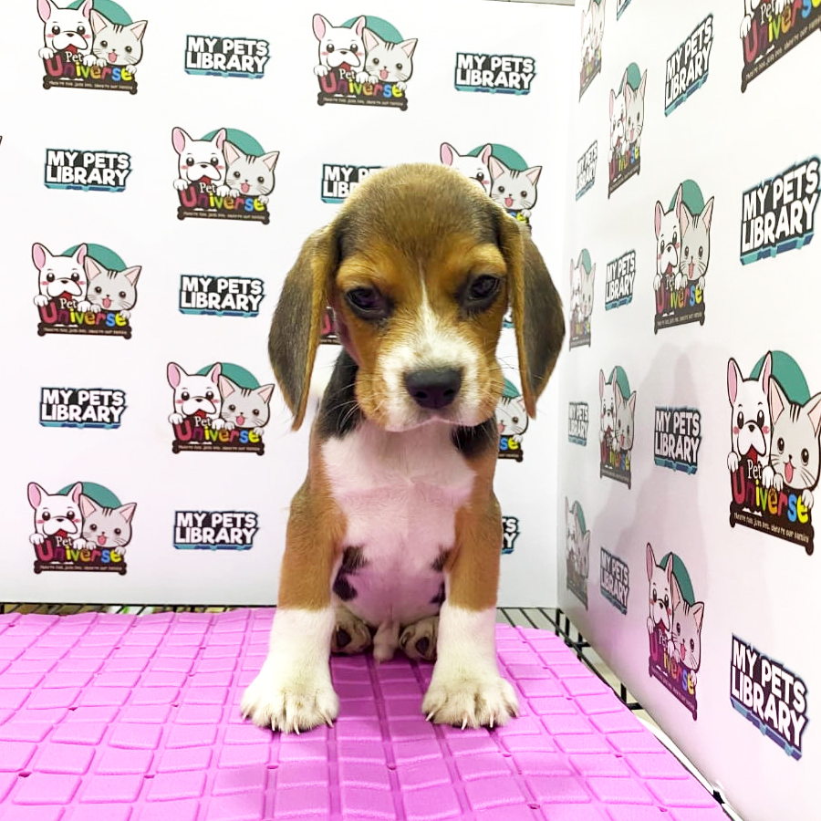 Beagle Puppy (Male) For Sale