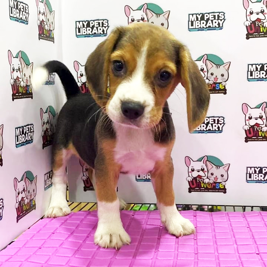 Beagle Puppy (Male) For Sale