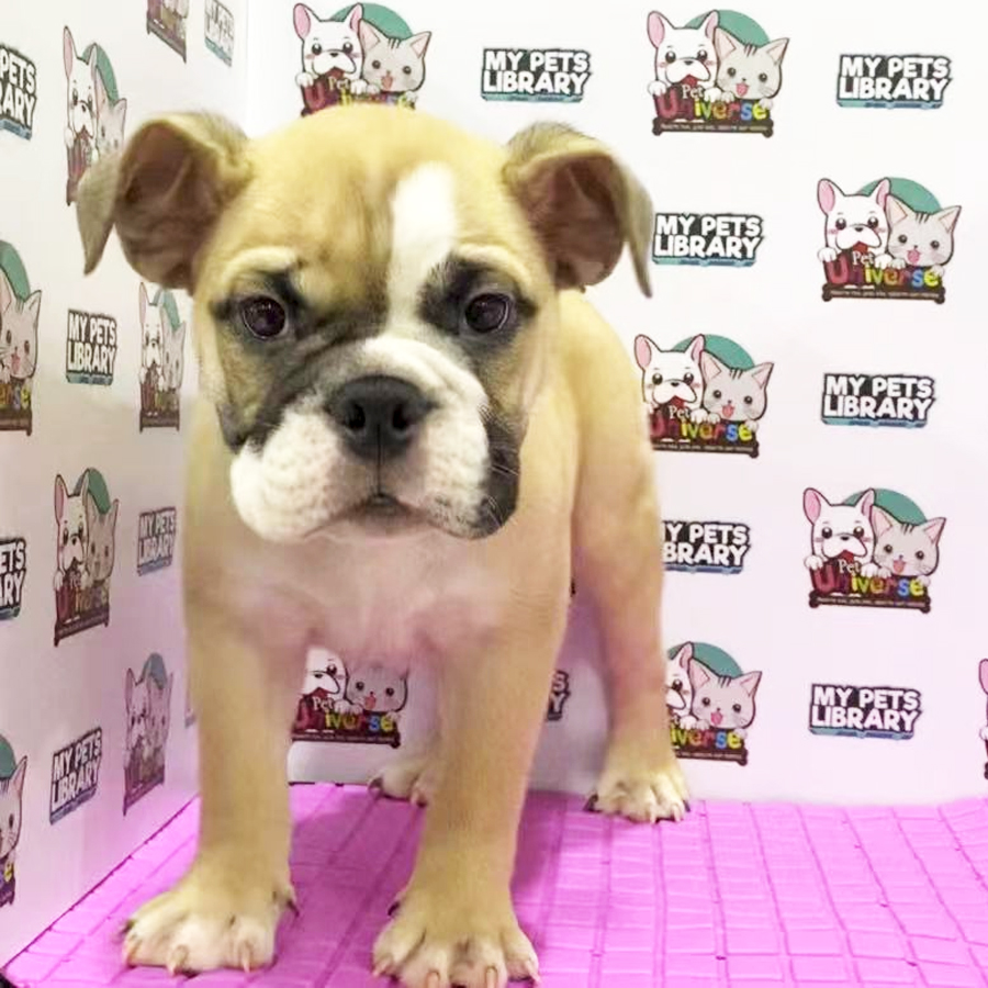 English Bulldog Puppy (Male) For Sale