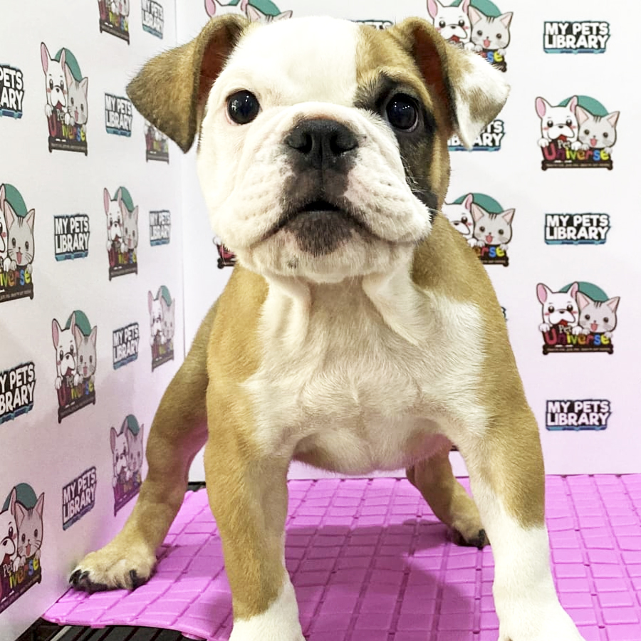 English Bulldog Puppy (Female) For Sale