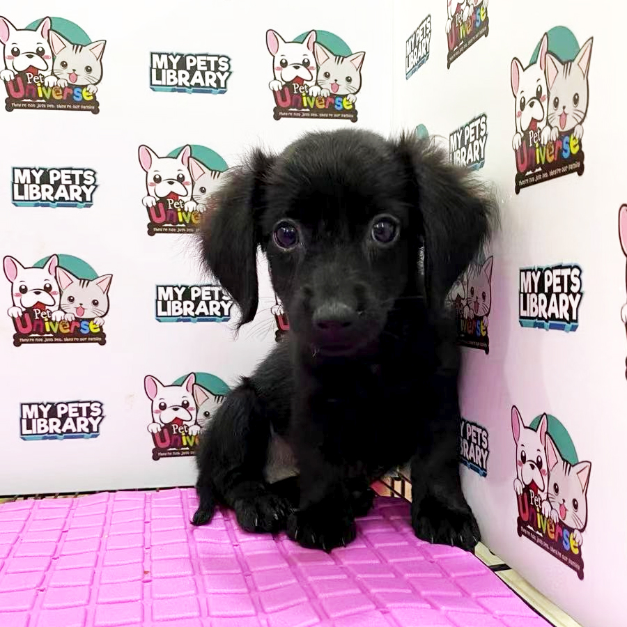 Dachshund Puppy (Female) For Sale