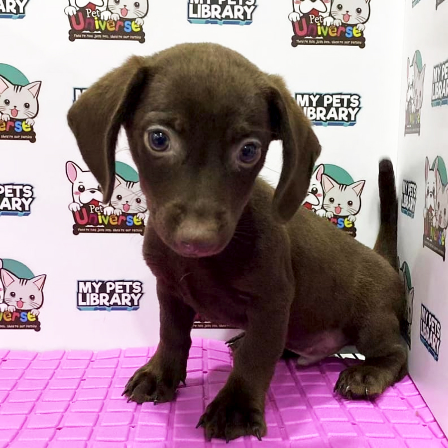 Dachshund Puppy (Male) For Sale