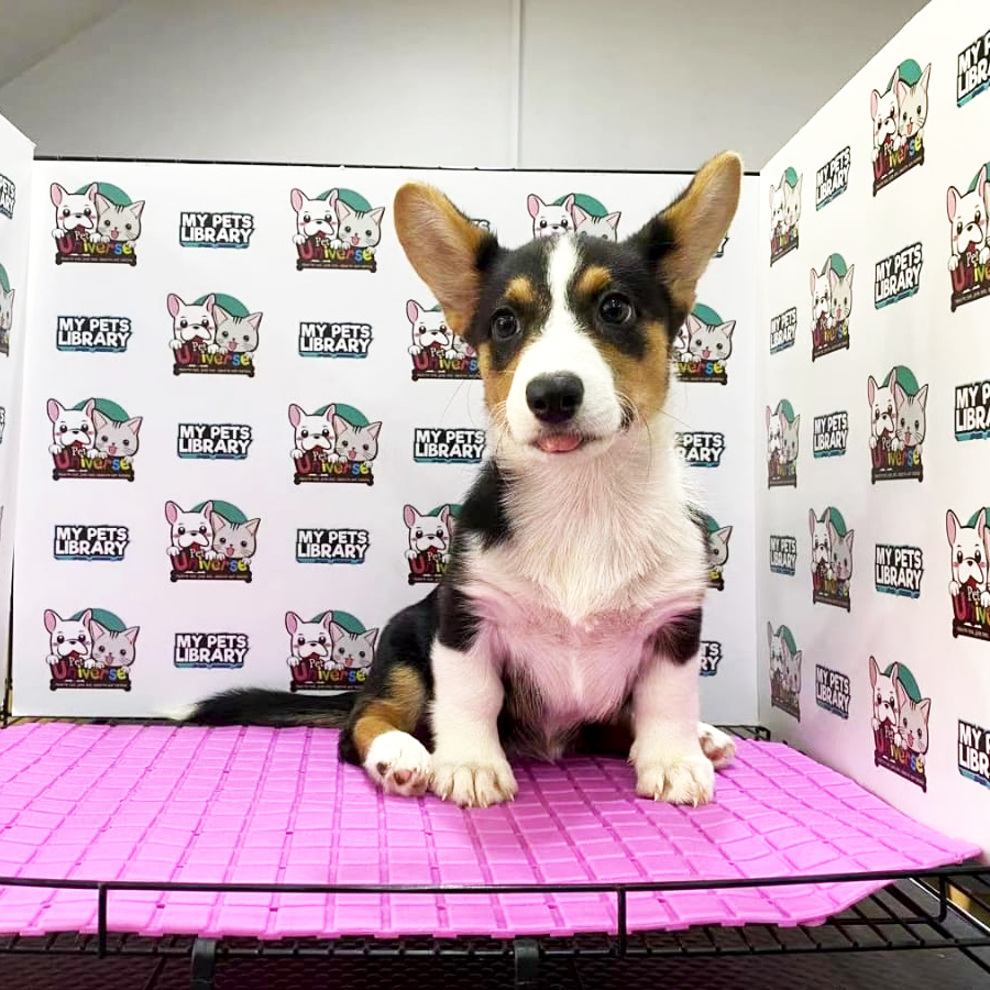 Welsh Corgi Puppy (Female) For Sale