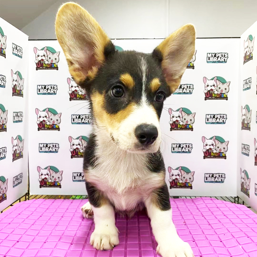 Welsh Corgi Puppy (Male) For Sale