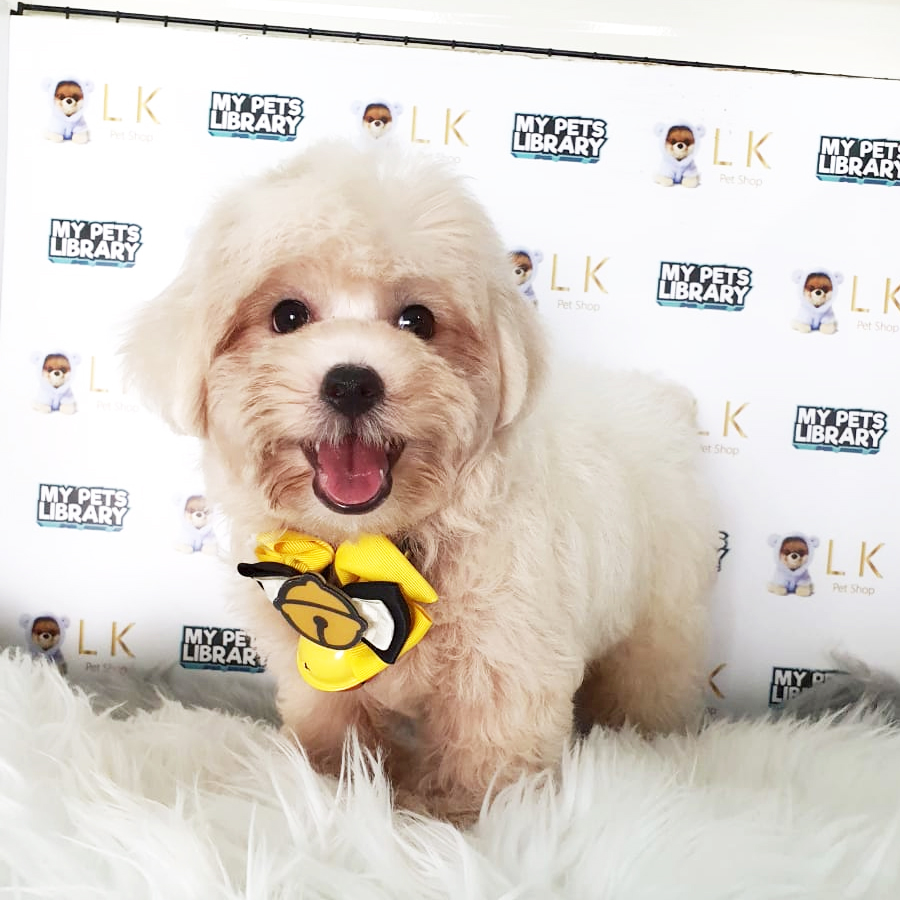 Toy Poodle Puppy (Male) For Sale