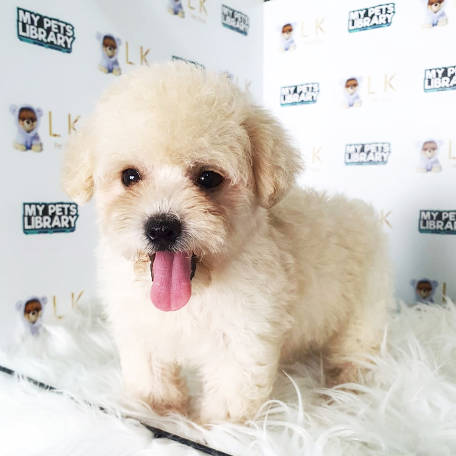 Toy Poodle Puppy (Male) For Sale
