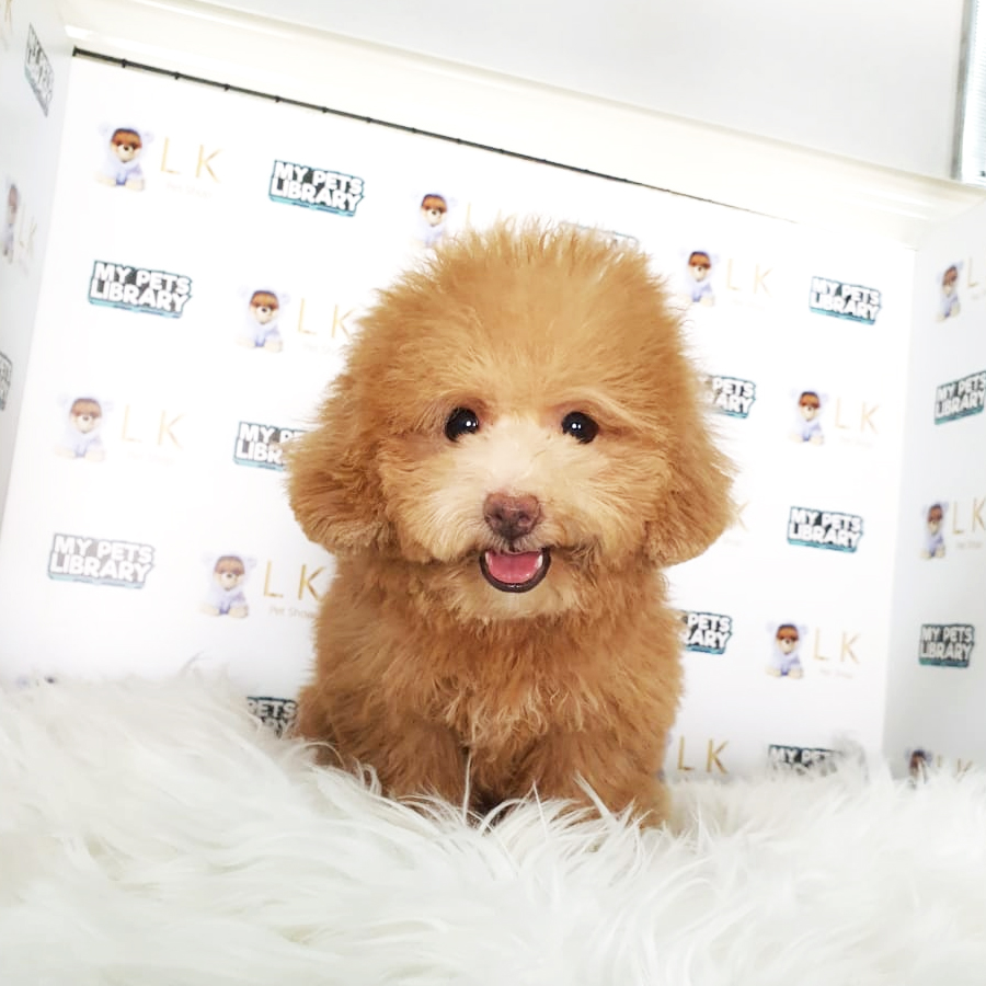 Toy Poodle Puppy (Female) For Sale