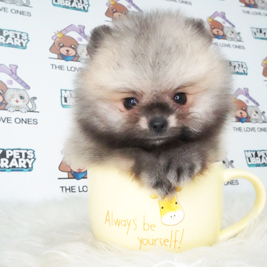 MKA Pomeranian Puppy (Male) For Sale