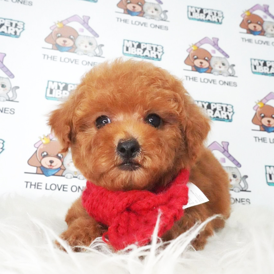 MKA Toy Poodle Puppy (Female) For Sale