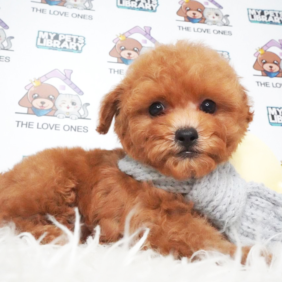 MKA Toy Poodle Puppy (Male) For Sale