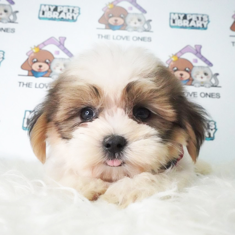 Shih Tzu Puppy (Male) For Sale
