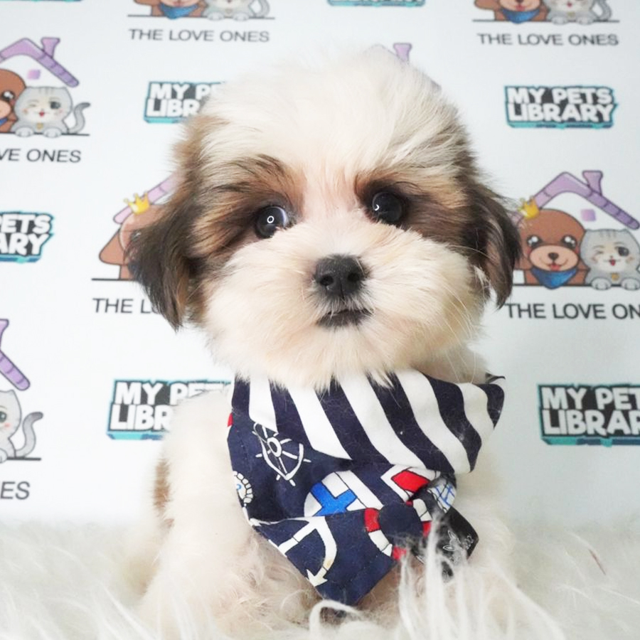 Shih Tzu Puppy (Male) For Sale